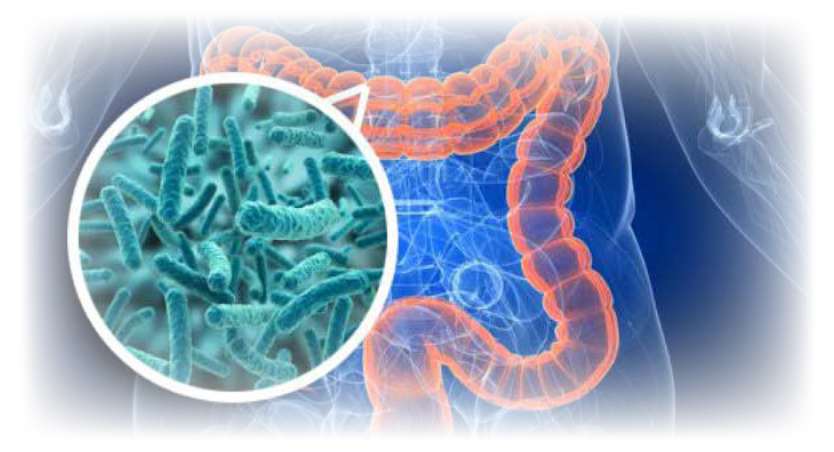 El eje intestino-retina en la prevención y tratamiento de la retinopatía diabética