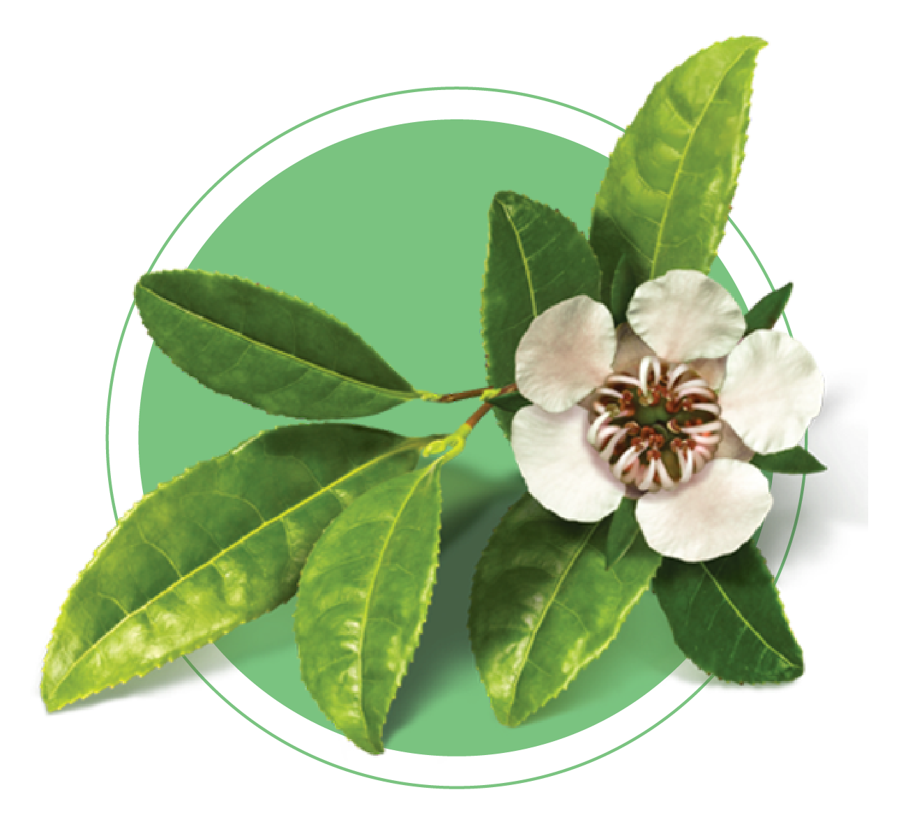 Image link